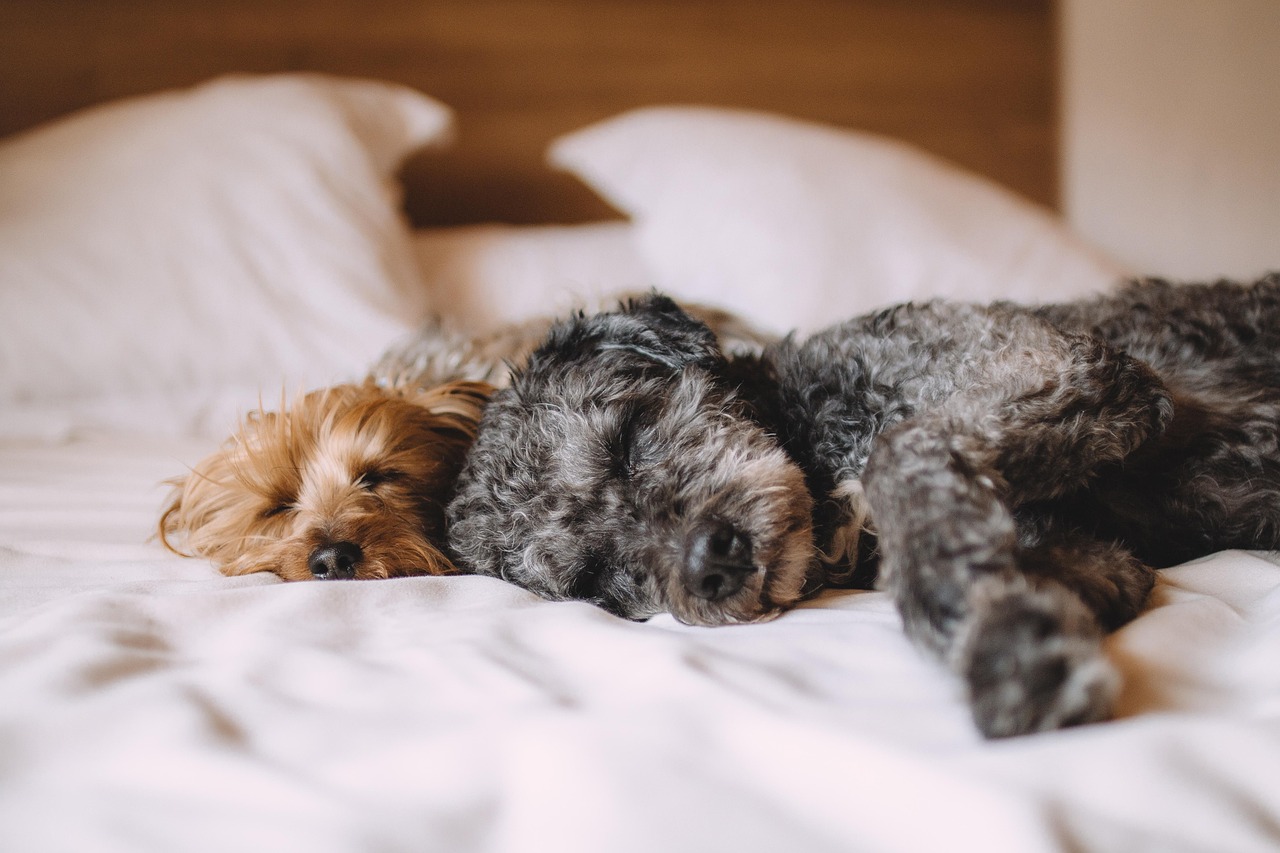 creative dogs, pets, canine, animals, fur, nature, sleeping, snout, mammals, domestic, dog portrait, animal world