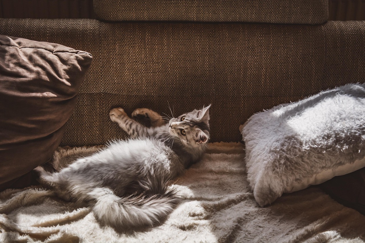 Services-02 cat, nature, pet, feline, apartment, domestic cat, domestic animal, apartment cat, animal, couch, brown